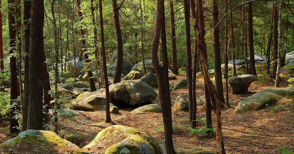 Forêt de Fontainebleau
